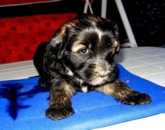 Tibeti terrier kölyök