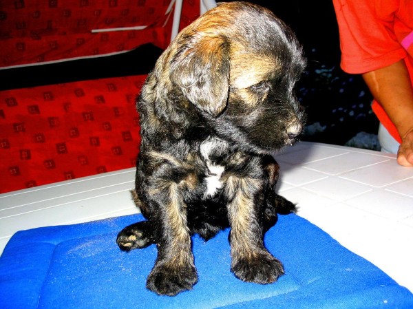 Tibeti terrier kölyök