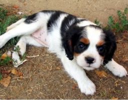 cavalier king charles spániel kölyök