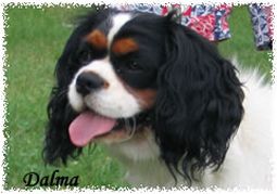 cavalier king charles spániel kölyök