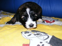 Tibeti terrier kölyök