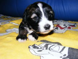 Tibeti terrier kölyök