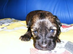 Tibeti terrier kölyök