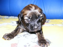 Tibeti terrier kölyök