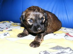 Tibeti terrier kölyök
