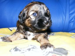 Tibeti terrier kölyök
