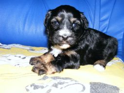 Tibeti terrier kölyök