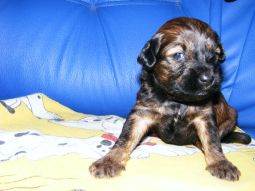 Tibeti terrier kölyök