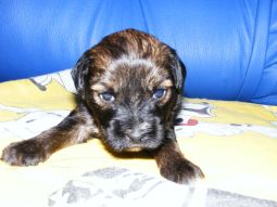 Tibeti terrier kölyök