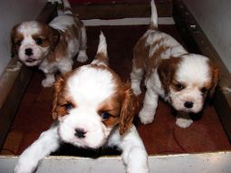 Cavalier king charles spániel kölyök