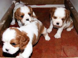 Cavalier king charles spániel kölyök