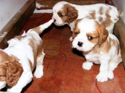 Cavalier king charles spániel kölyök