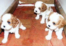 Cavalier king charles spániel kölyök