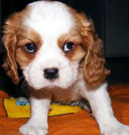 Cavalier king charles spániel kölyök