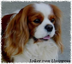 cavalier king charles spániel