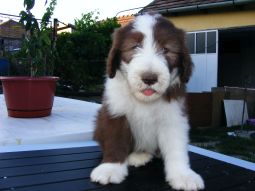bearded collie kölyök