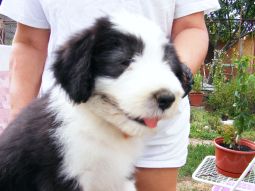 bearded collie kölyök