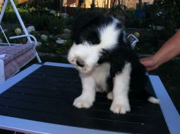 bearded collie kölyök