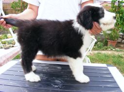 bearded collie kölyök