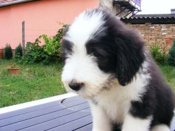 bearded collie kölyök