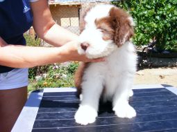 bearded collie kölyök