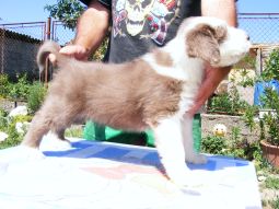 bearded collie kölyök