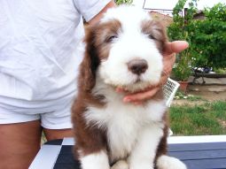 bearded collie kölyök