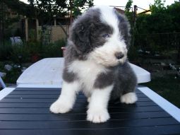 bearded collie kölyök