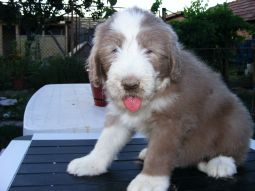 bearded collie kölyök