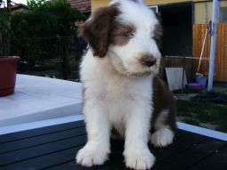 bearded collie kölyök