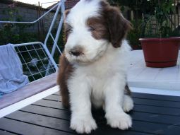 bearded collie kölyök