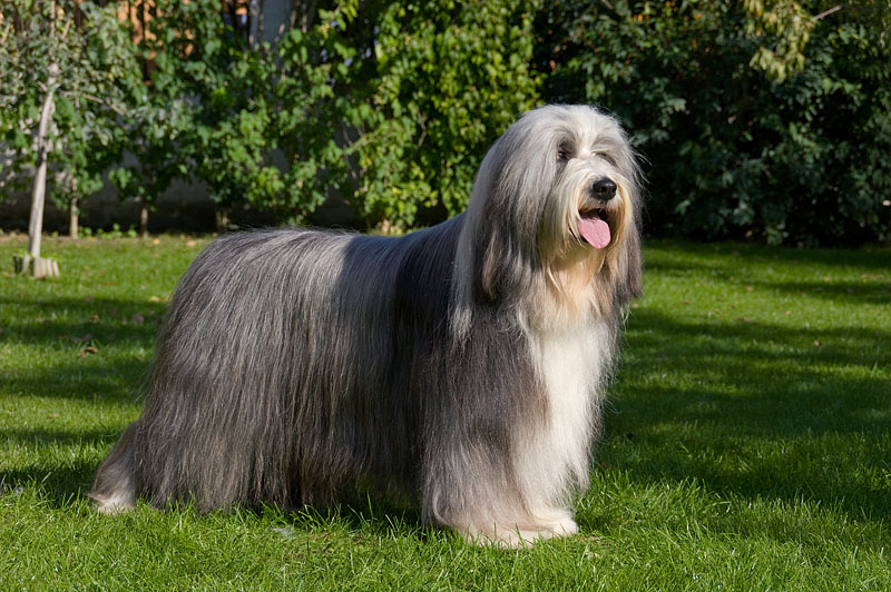 Bearded collie