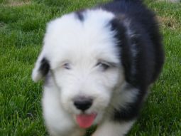 bearded collie kölyök
