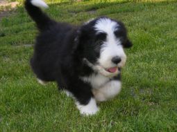 bearded collie kölyök