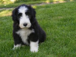 bearded collie kölyök