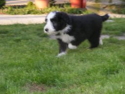 bearded collie kölyök
