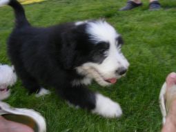bearded collie kölyök