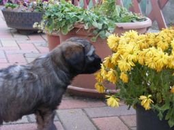 Tibeti terrier kölyök