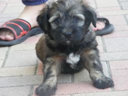 Tibeti terrier kölyök
