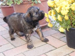 Tibeti terrier kölyök