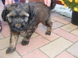 Tibeti terrier kölyök