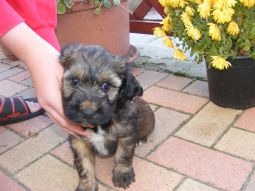 Tibeti terrier kölyök