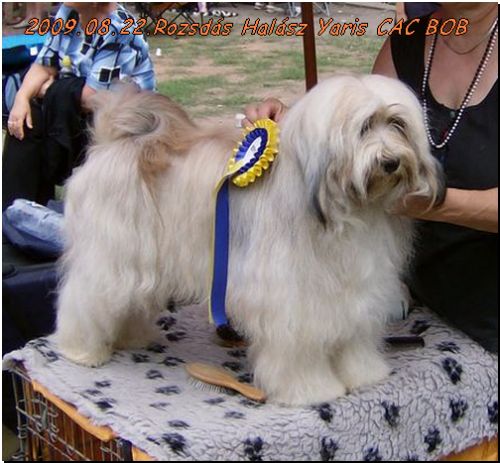 Tibeti terrier