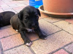 Tibeti terrier kölyök
