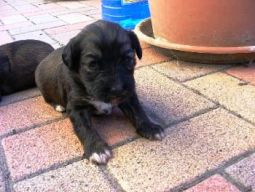 Tibeti terrier kölyök