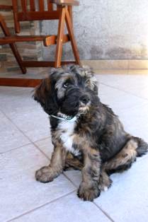 Tibeti terrier kölyök