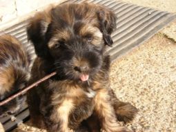 Tibeti terrier kölyök