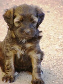 Tibeti terrier kölyök