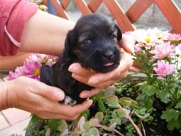 Tibeti terrier kölyök