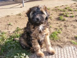 Tibeti terrier kölyök